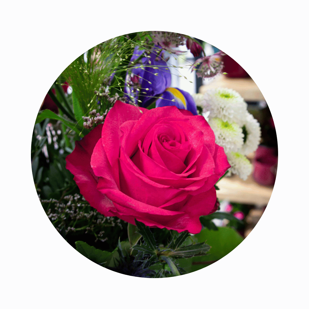 Blumenstrauß Elisabeth Cotta. Detailbild Ecuador-Rose.