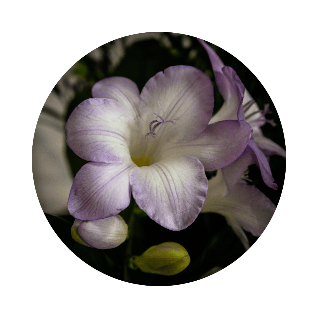 Blumenstrauß Bianca Hellerau. Detailbild Iris.