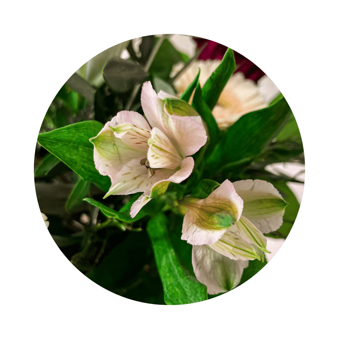 Blumenstrauß Lilli Wachwitz. Detailbild.