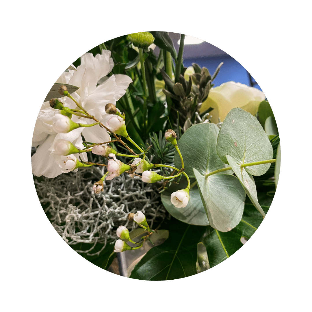 Detailfoto Olivenzweig