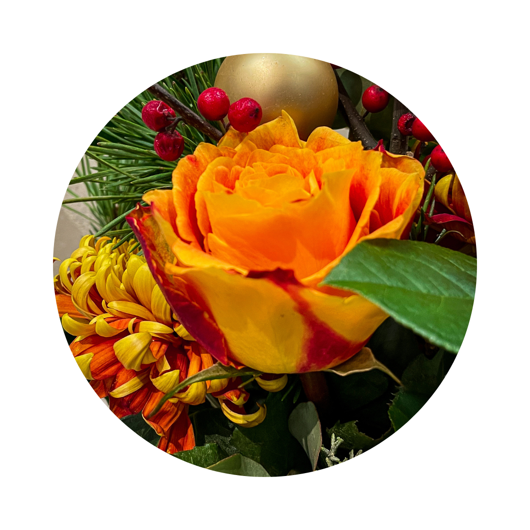 Sunrise-Rose in Detailaufnahme