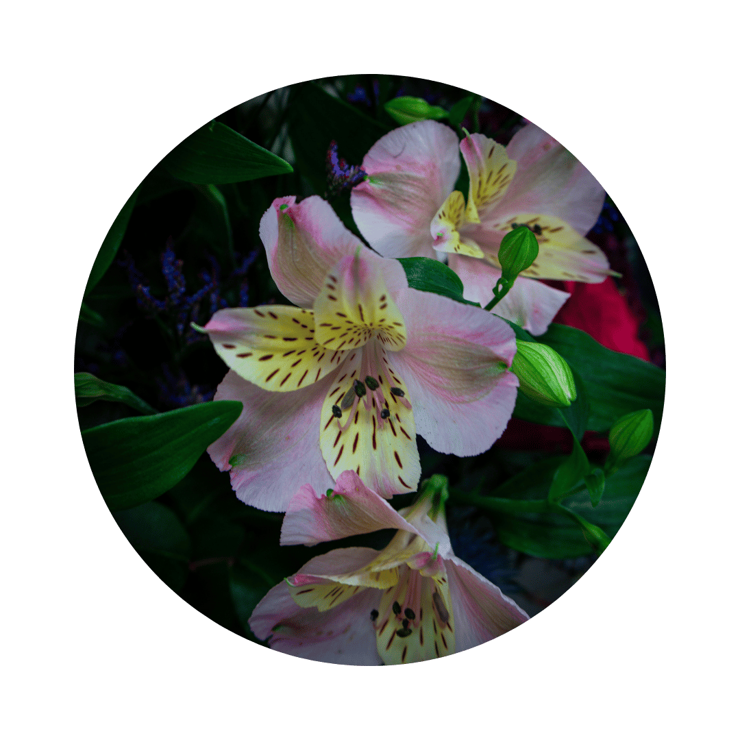 Blumenstrauß Maya Coschütz. Detailbild Alstromeria.