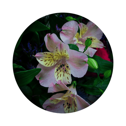 Blumenstrauß Maya Coschütz. Detailbild Alstromeria.