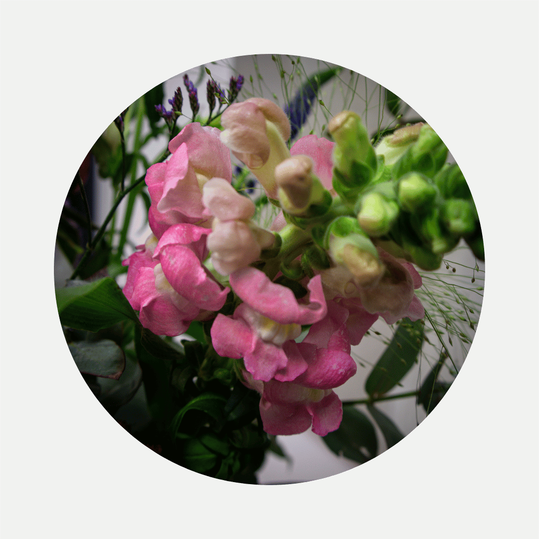 Blumenstrauß Maya Coschütz. Detailbild Löwenmaul.
