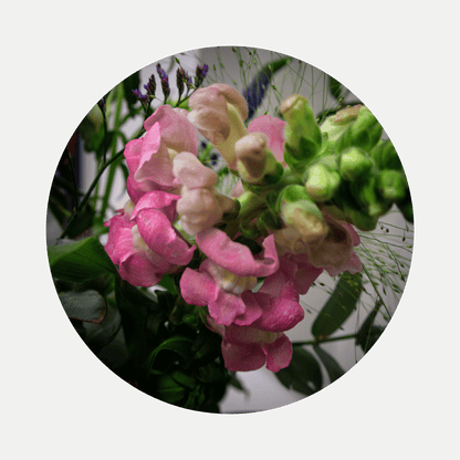Blumenstrauß Maya Coschütz. Detailbild Löwenmaul.