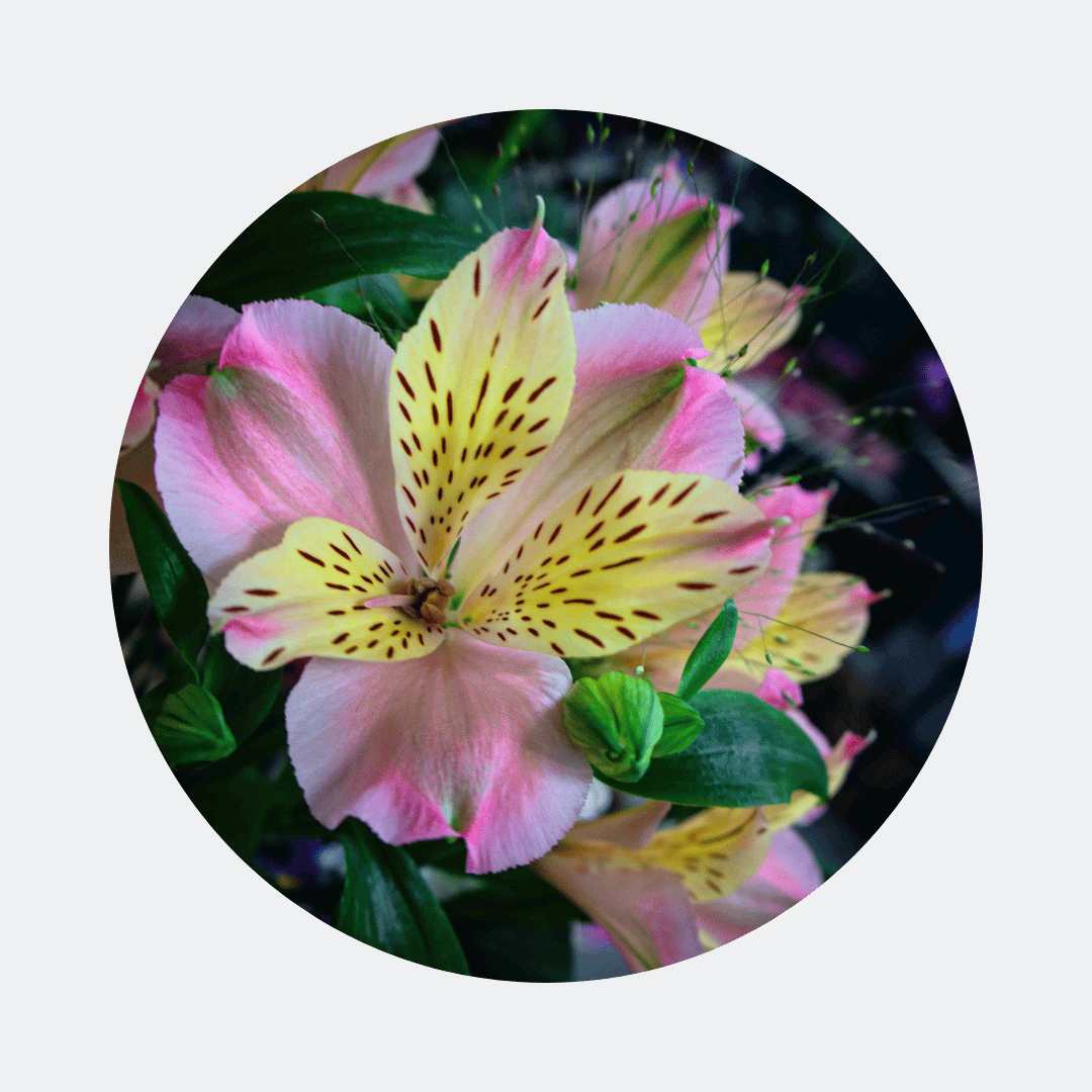 Blumenstrauß Elisabeth Cotta. Detailbild Alstromeria.