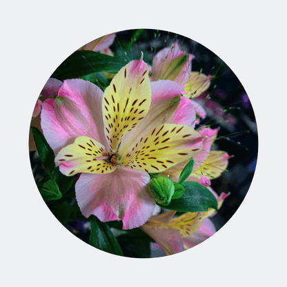 Blumenstrauß Elisabeth Cotta. Detailbild Alstromeria.