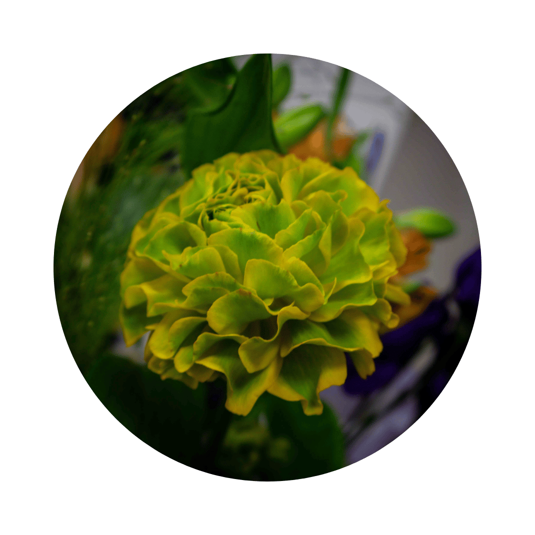 Blumenstrauß Bianca Hellerau. Detailbild Ranunkel.