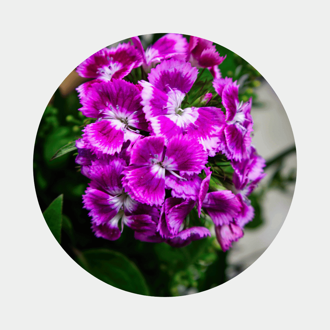 Blumenstrauß Bianca Hellerau. Detailbild Bartnelke.