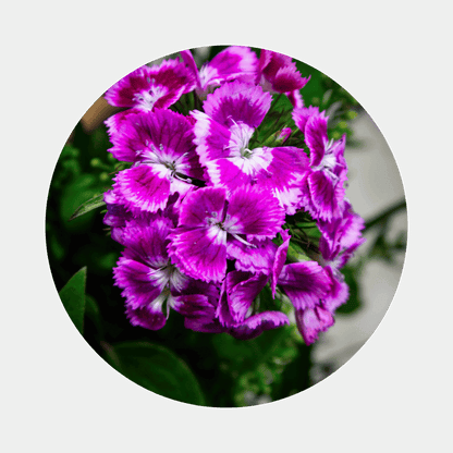 Blumenstrauß Bianca Hellerau. Detailbild Bartnelke.