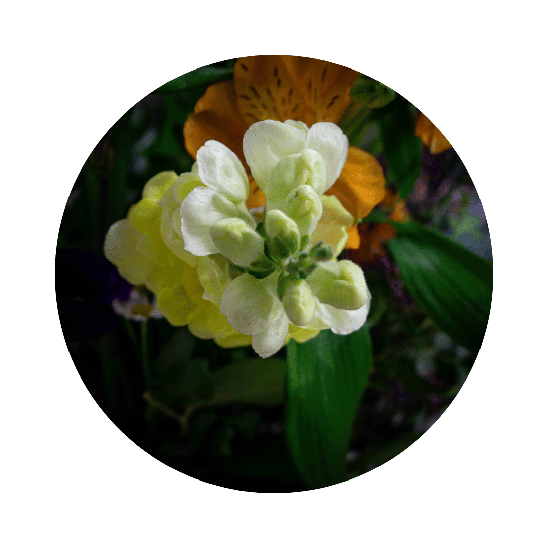 Blumenstrauß Bianca Hellerau. Detailbild Löwenmaul.
