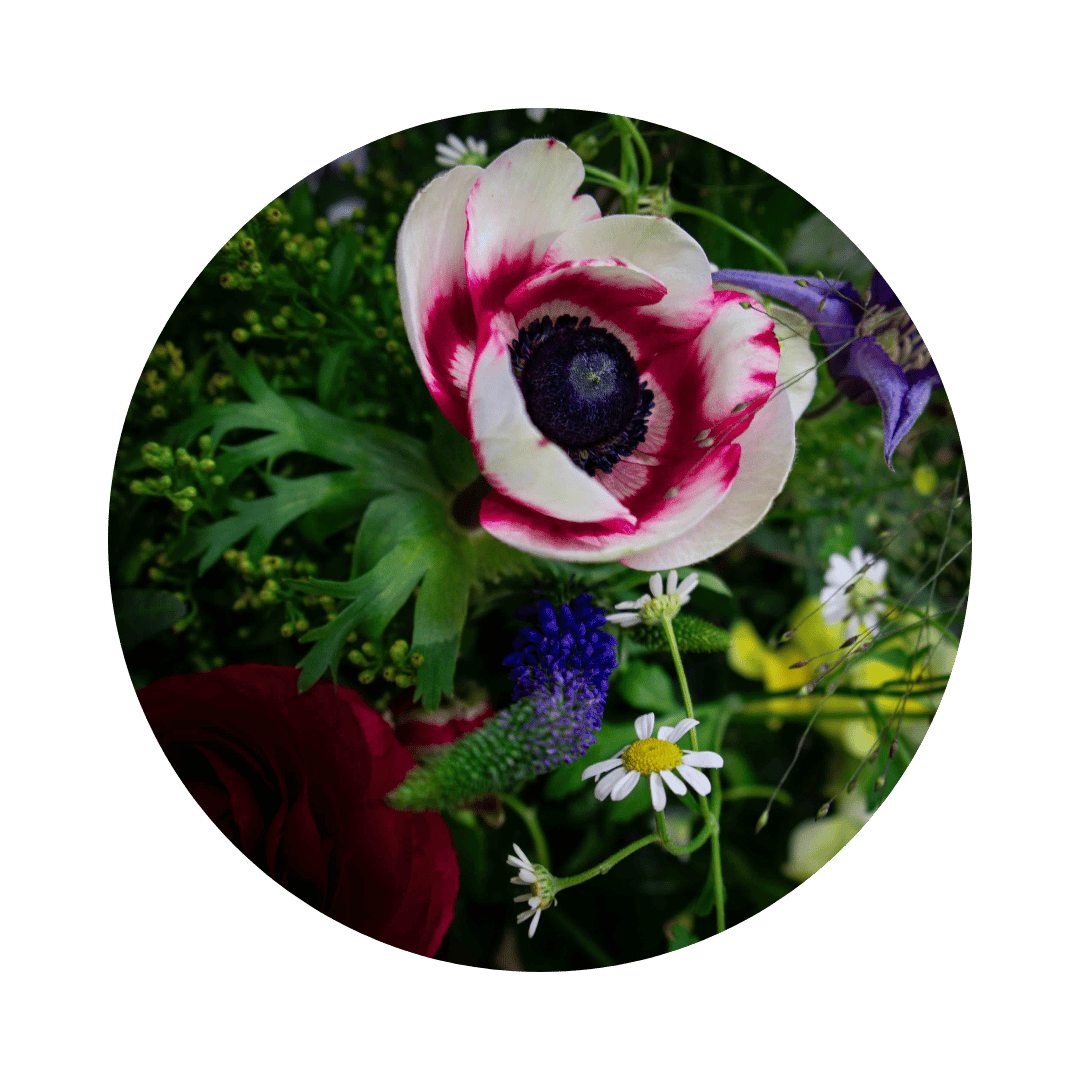 Blumenstrauß Sylvia Plauen. Detailbild Anemone.