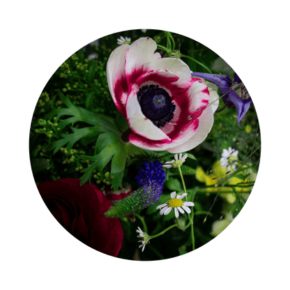 Blumenstrauß Sylvia Plauen. Detailbild Anemone.