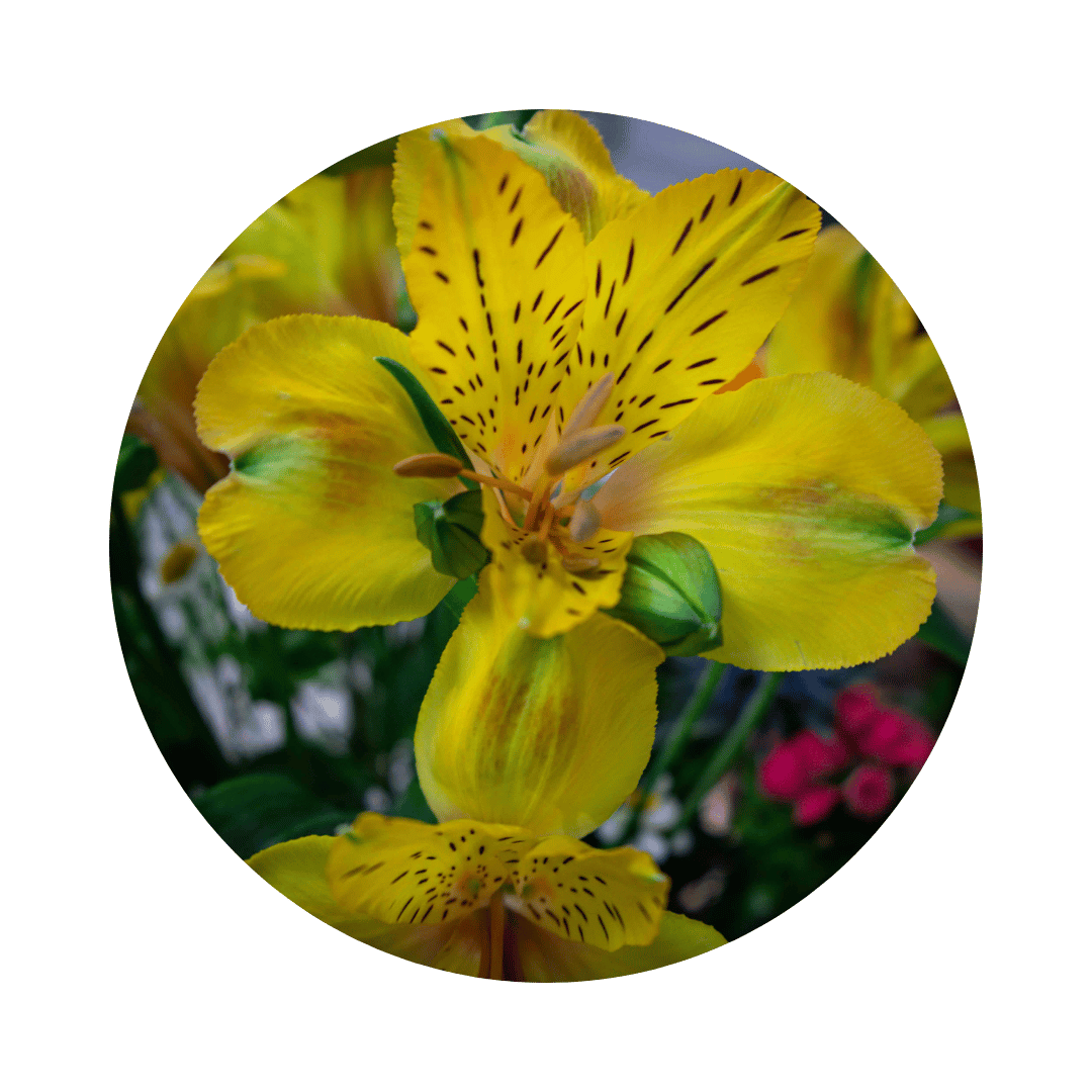 Blumenstrauß Sylvia Plauen. Detailbild Alstromeria.