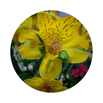 Blumenstrauß Sylvia Plauen. Detailbild Alstromeria.