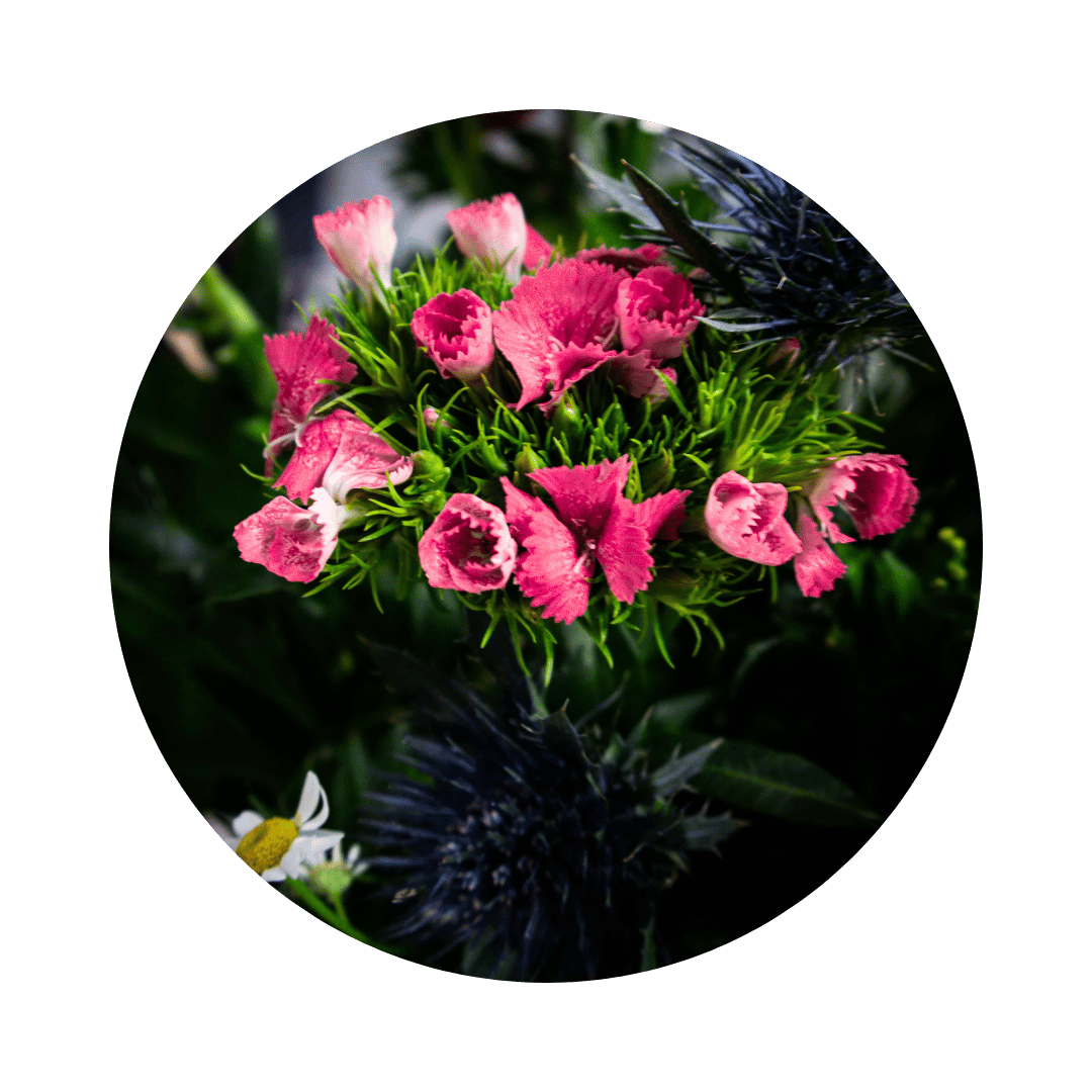 Blumenstrauß Sylvia Plauen. Detailbild Distel.