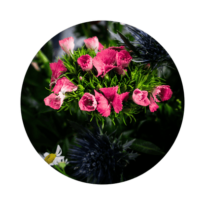 Blumenstrauß Sylvia Plauen. Detailbild Distel.