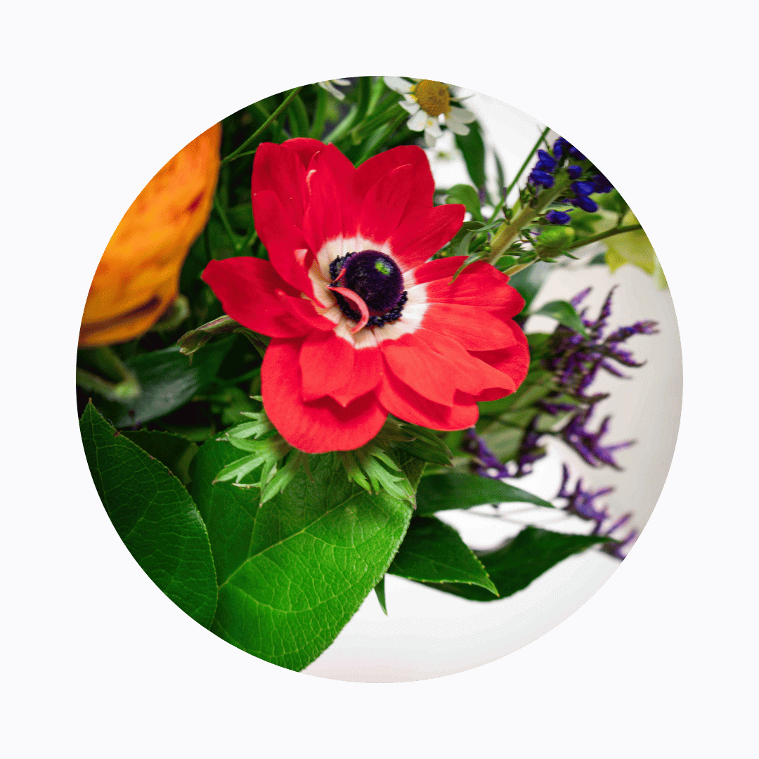 Blumenstrauß Sylvia Plauen. Detailbild Anemone.