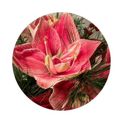 Detailfoto Amaryllis rosa-rot