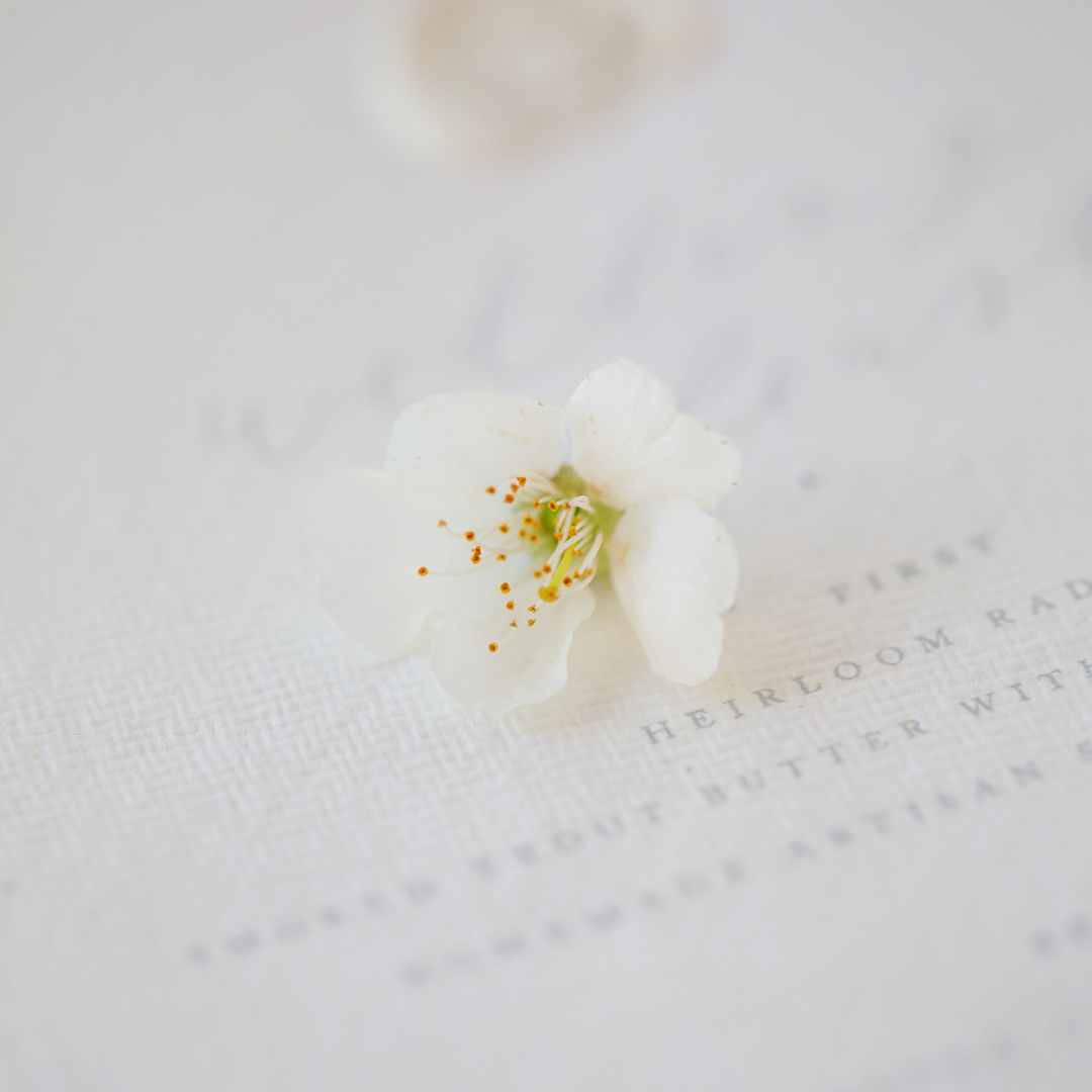Einzelne weiße Blüten auf einem Brief aus Strukturpapier liegend.