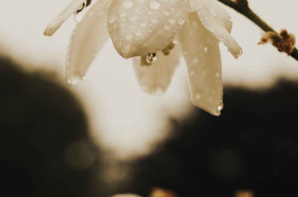 Weiße Blüte in Nahaufnahme mit Regentropfen benetzt.